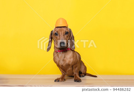 In celebration of Labor Day, a red-colored dachshund hunting dog poses in a protective construction orange toy helmet. 94486282