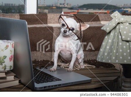 A small purebred puppy of white chihuahua dog with funny muzzle wears in modern office eyeglasses sits looking to the laptop near the window at the school office and posing to the camera A small purebred puppy of white chihuahua dog with funny muzzle wears in modern office eyeglasses sits looking to the laptop near the window at the school office and posing to the camera 94486301