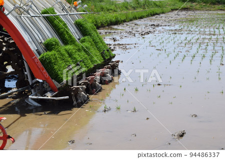 Paddy field during rice planting work Paddy field during rice planting work 94486337
