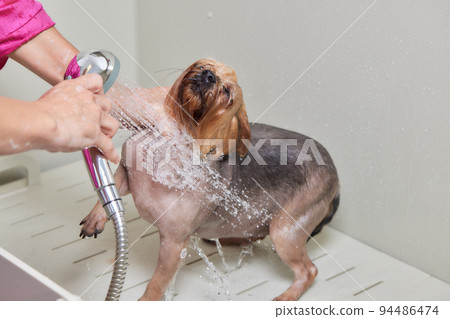 washing a soapy yorkshire terrier with water in a grooming salon. 94486474