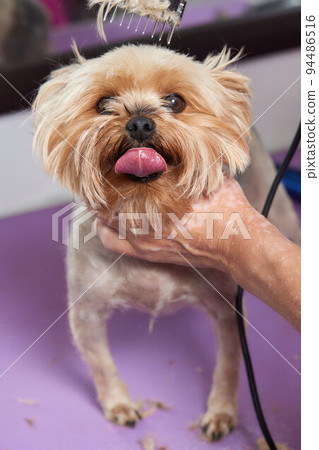 The Yorkshire Terrier lies on the grooming table in the zoo salon with a beautiful haircut for every day. The Yorkshire Terrier lies on the grooming table in the zoo salon with a beautiful haircut for every day. 94486516