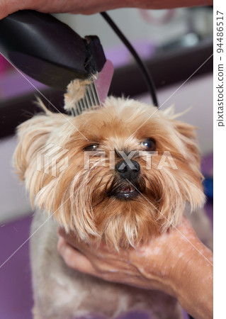 The Yorkshire Terrier lies on the grooming table in the zoo salon with a beautiful haircut for every day. The Yorkshire Terrier lies on the grooming table in the zoo salon with a beautiful haircut for every day. 94486517