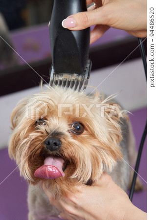 The Yorkshire Terrier lies on the grooming table in the zoo salon with a beautiful haircut for every day. The Yorkshire Terrier lies on the grooming table in the zoo salon with a beautiful haircut for every day. 94486520