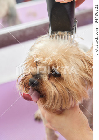 The Yorkshire Terrier lies on the grooming table in the zoo salon with a beautiful haircut for every day. The Yorkshire Terrier lies on the grooming table in the zoo salon with a beautiful haircut for every day. 94486521
