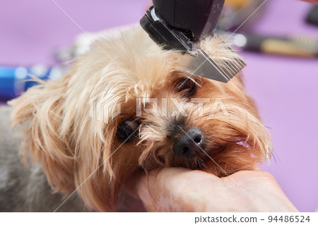The Yorkshire Terrier lies on the grooming table in the zoo salon with a beautiful haircut for every day. The Yorkshire Terrier lies on the grooming table in the zoo salon with a beautiful haircut for every day. 94486524