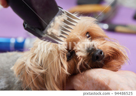 The Yorkshire Terrier lies on the grooming table in the zoo salon with a beautiful haircut for every day. The Yorkshire Terrier lies on the grooming table in the zoo salon with a beautiful haircut for every day. 94486525
