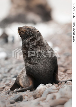 Antarctic fur seal,Arctophoca gazella, an beach,  94486548