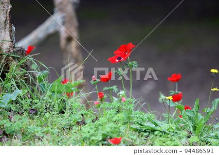 Red and white anemones in a clearing in a city park. Red and white anemones in a clearing in a city park. 94486591