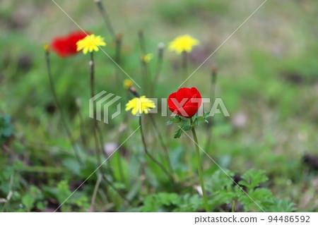Red and white anemones in a clearing in a city park. Red and white anemones in a clearing in a city park. 94486592