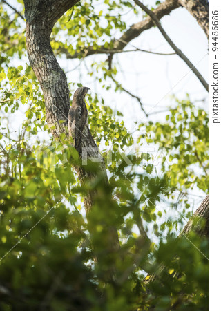 Common Potoo,Nyctibius griseus, Pantanal Magrossense, Brazil Common Potoo,Nyctibius griseus, Pantanal Magrossense, Brazil 94486686