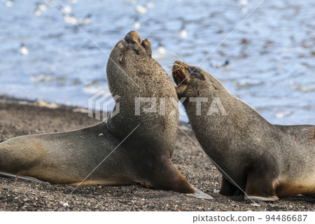 Antarctic fur seal,Arctophoca gazella, an beach, Antartic peninsula. Antarctic fur seal,Arctophoca gazella, an beach, Antartic peninsula. 94486687