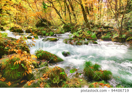 Autumn leaves of the Oirase Stream Autumn leaves of the Oirase Stream 94486719