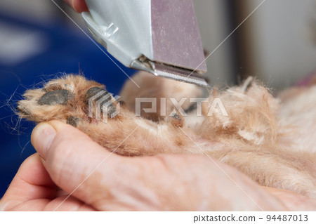 The Yorkshire Terrier lies on the grooming table in the zoo salon with a beautiful haircut for every day. The Yorkshire Terrier lies on the grooming table in the zoo salon with a beautiful haircut for every day. 94487013