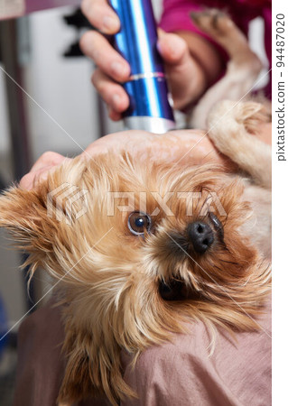 The Yorkshire Terrier lies on the grooming table in the zoo salon with a beautiful haircut for every day. The Yorkshire Terrier lies on the grooming table in the zoo salon with a beautiful haircut for every day. 94487020