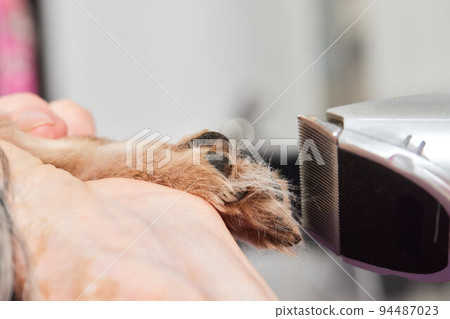 The Yorkshire Terrier lies on the grooming table in the zoo salon with a beautiful haircut for every day. 94487023