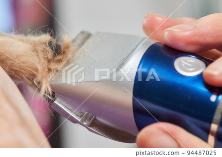 The Yorkshire Terrier lies on the grooming table in the zoo salon with a beautiful haircut for every day. The Yorkshire Terrier lies on the grooming table in the zoo salon with a beautiful haircut for every day. 94487025
