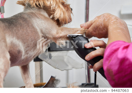 The Yorkshire Terrier lies on the grooming table in the zoo salon with a beautiful haircut for every day. 94487063