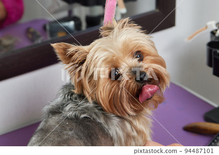 The Yorkshire Terrier lies on the grooming table in the zoo salon with a beautiful haircut for every day. The Yorkshire Terrier lies on the grooming table in the zoo salon with a beautiful haircut for every day. 94487101