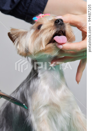 The Yorkshire Terrier lies on the grooming table in the zoo salon with a beautiful haircut for every day. The Yorkshire Terrier lies on the grooming table in the zoo salon with a beautiful haircut for every day. 94487105