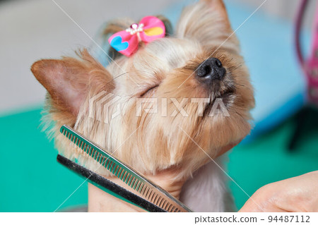 The Yorkshire Terrier lies on the grooming table in the zoo salon with a beautiful haircut for every day. The Yorkshire Terrier lies on the grooming table in the zoo salon with a beautiful haircut for every day. 94487112