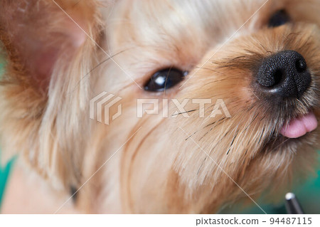 The Yorkshire Terrier lies on the grooming table in the zoo salon with a beautiful haircut for every day. The Yorkshire Terrier lies on the grooming table in the zoo salon with a beautiful haircut for every day. 94487115