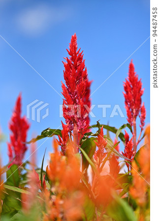 Musashi Kyuryo National Government Park Celosia flower field Musashi Kyuryo National Government Park Celosia flower field 94487458