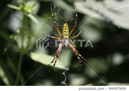 金蛛 金蛛 94487609