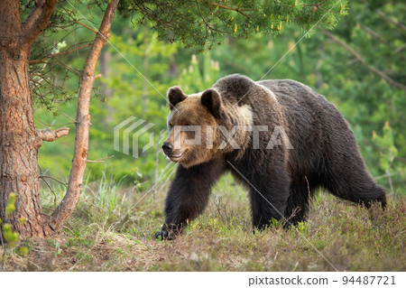 Big brown bear walking in forest in summertime nature 94487721