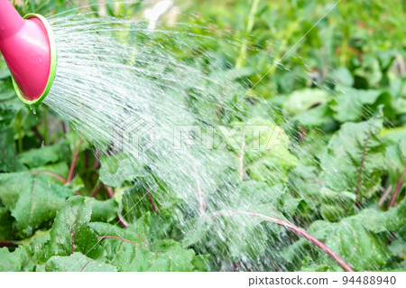 A man is watering the beds. Watering the green A man is watering the beds. Watering the green 94488940