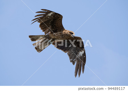 Kite circling the sky Kite circling the sky 94489117