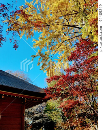 Red and yellow autumn leaves and temple 94489249