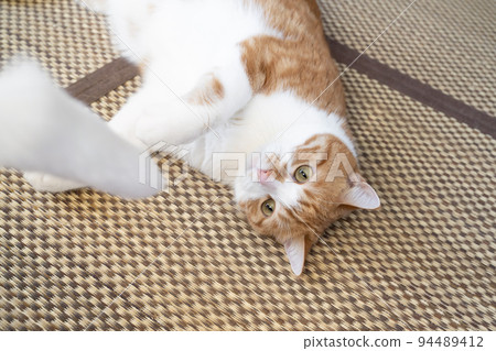 一隻棕白色的貓瞄準貓戲弄者 94489412