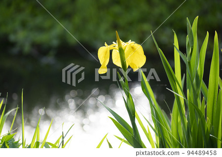 黃色鳶尾 94489458