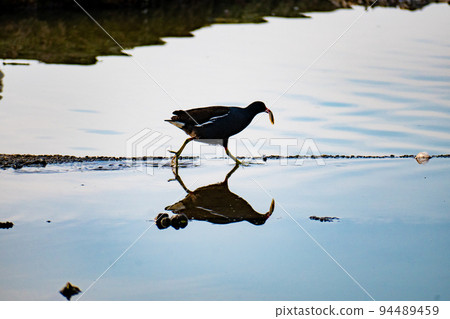 掠奪性麵包車 94489459