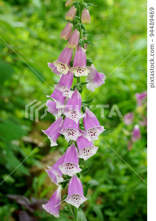 Foxglove blooming in the English garden Foxglove blooming in the English garden 94489469