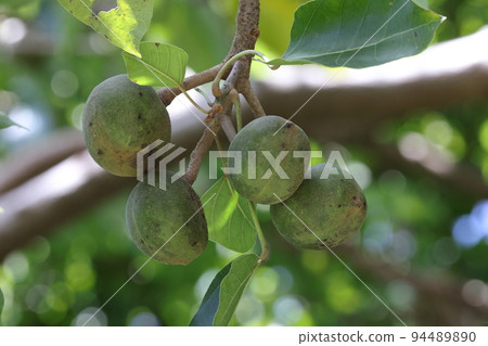 Natural plant Kukui, September. The fruit is a size that cannot be imagined from a small flower, and is about 5 cm in diameter. Natural plant Kukui, September. The fruit is a size that cannot be imagined from a small flower, and is about 5 cm in diameter. 94489890