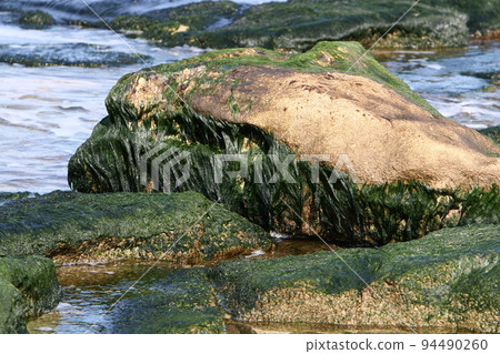 Green algae on the rocks on the shores of the Mediterranean Sea in Israel 94490260