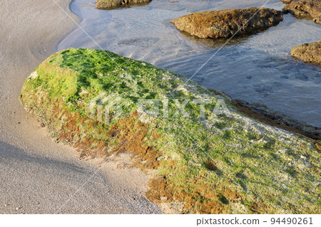 Green algae on the rocks on the shores of the Mediterranean Sea in Israel 94490261