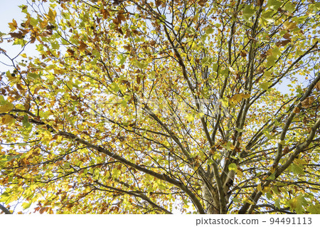 法國梧桐秋葉 94491113