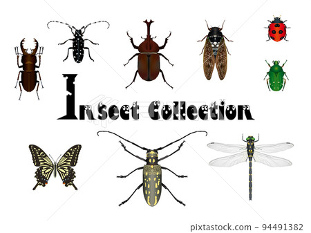 large brown cicada, bug, hexapod 94491382