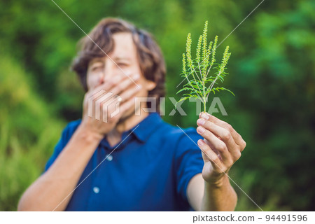 Young man sneezes because of an allergy to ragweed Young man sneezes because of an allergy to ragweed 94491596