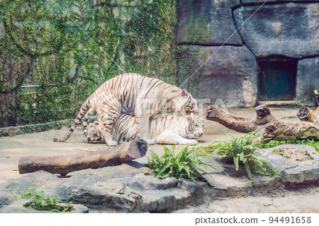 White tigers mate in the Vietnamese zoo 94491658