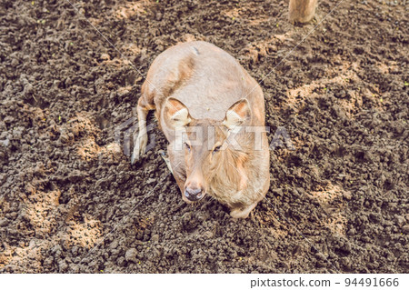Deer eat in a zoo safari in the summer noon Deer eat in a zoo safari in the summer noon 94491666
