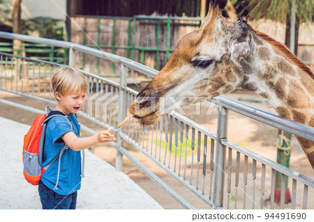 little kid boy watching and feeding giraffe in zoo. Happy kid having fun with animals safari park on warm summer day 94491690