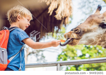 little kid boy watching and feeding giraffe in zoo. Happy kid having fun with animals safari park on warm summer day 94491691