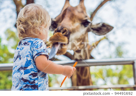 little kid boy watching and feeding giraffe in zoo. Happy kid having fun with animals safari park on warm summer day little kid boy watching and feeding giraffe in zoo. Happy kid having fun with animals safari park on warm summer day 94491692
