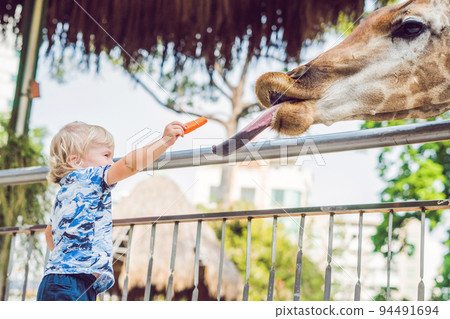little kid boy watching and feeding giraffe in zoo. Happy kid having fun with animals safari park on warm summer day little kid boy watching and feeding giraffe in zoo. Happy kid having fun with animals safari park on warm summer day 94491694