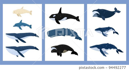 Cartoon whales a set of posters. Beluga, killer whale, humpback whale, cachalot, blue whale, dolphin, bowhead, southern right whale, sperm hale. Underwater world, Marine life. Vector illustration Cartoon whales a set of posters. Beluga, killer whale, humpback whale, cachalot, blue whale, dolphin, bowhead, southern right whale, sperm hale. Underwater world, Marine life. Vector illustration 94492277