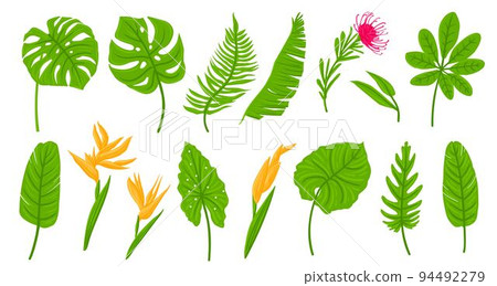 Cartoon green of tropical leaves, palms, plants, flowers, banana plants, monstera. Botanical exotic plants elements. Vector illustration isolated on white background Cartoon green of tropical leaves, palms, plants, flowers, banana plants, monstera. Botanical exotic plants elements. Vector illustration isolated on white background 94492279