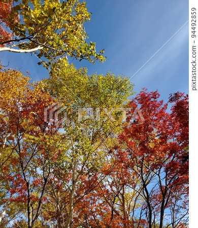 Autumn leaves and blue sky Autumn leaves and blue sky 94492859